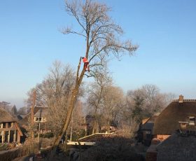 Bomen verwijderen Giethoorn